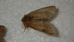 Dasypolia templi