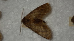 Dasypolia templi