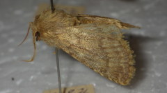 Dasypolia templi