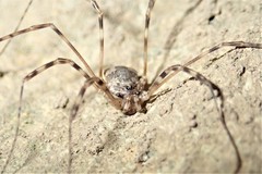 Leptobunus