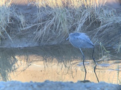 Egretta rufescens