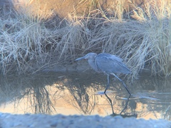 Egretta rufescens