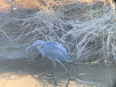 Egretta rufescens