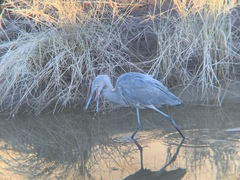 Egretta rufescens