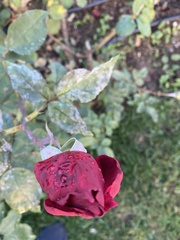 Rosa
