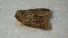 Dasypolia templi