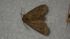 Dasypolia templi