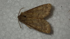 Dasypolia templi