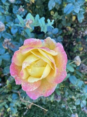 Rosa