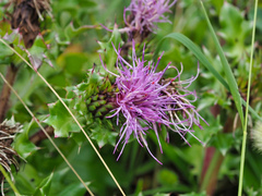 Cirsium maritimum