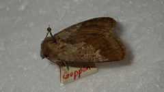 Dasypolia templi