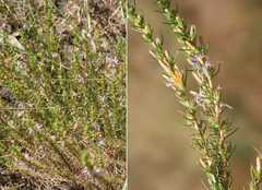 Wahlenbergia subulata