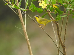 Geothlypis aequinoctialis