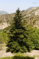 Abies nebrodensis