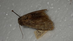 Dasypolia templi