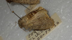 Dasypolia templi