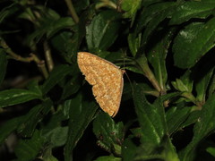 Synegia eumeleata