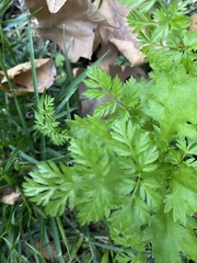 Chaerophyllum procumbens