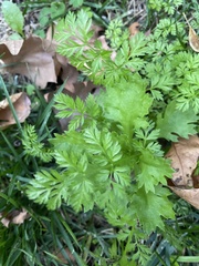 Chaerophyllum procumbens