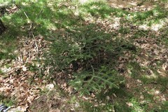 Abies nebrodensis