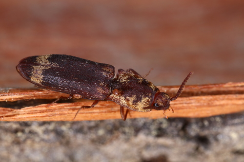 Oak Click Beetle