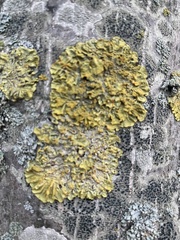 Xanthoria parietina