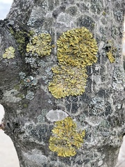 Xanthoria parietina