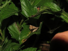 Throana pectinifer