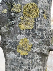 Xanthoria parietina