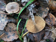 Entoloma subradiatum