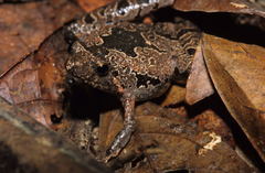 Microhyla berdmorei