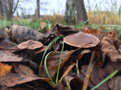 Entoloma subradiatum