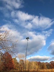 Silphium terebinthinaceum
