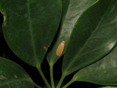 Danielithosia immaculata