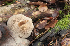 Clitocybe metachroa