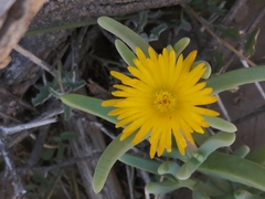 Malephora lutea