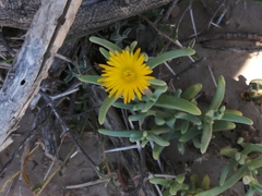 Malephora lutea