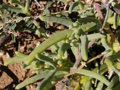 Malephora lutea