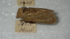 Dasypolia templi