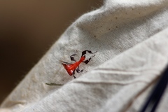 Pulchriphyllium bioculatum