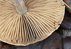 Entoloma subradiatum