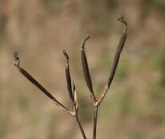 Aristea cantharophila