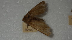 Dasypolia templi