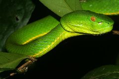 Trimeresurus vogeli