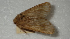 Dasypolia templi