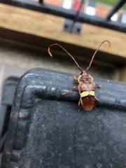 Deretrachys juvencus