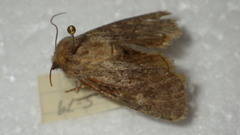 Dasypolia templi