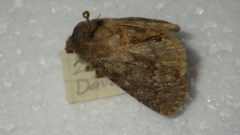 Dasypolia templi