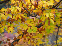 Fagus japonica