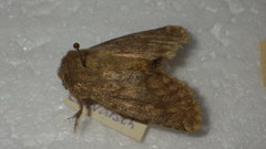 Dasypolia templi